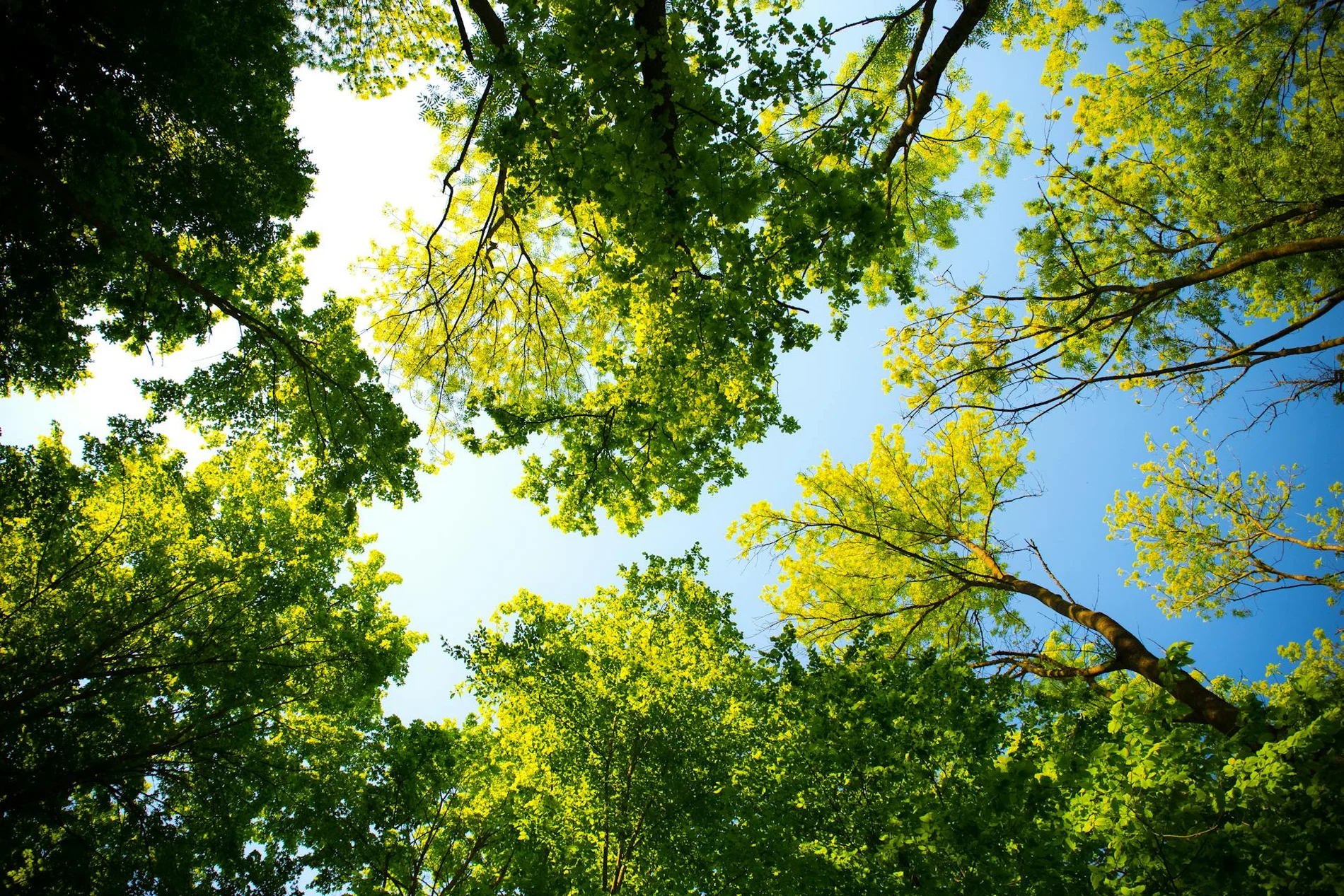 Alberi di Corte Vittoria